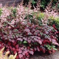 Астильба Astilbe Color Flash